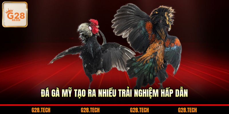 Đá gà Mỹ tạo ra nhiều trải nghiệm hấp dẫn 