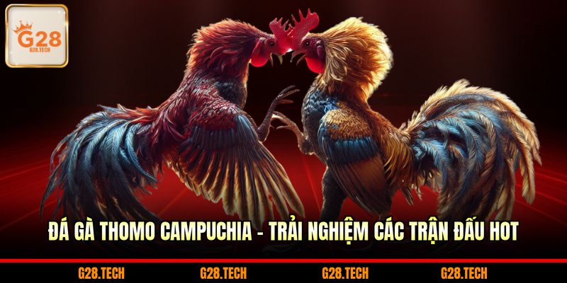 Đá gà Thomo Campuchia